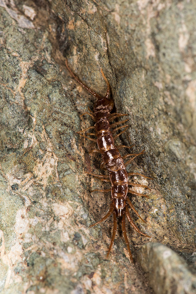 Chilopoda: Lithobius castaneus (Lithobiidae) con acari 